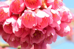 20160316　ヒカンザクラ　緋寒桜が満開です (1)